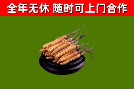 东城回收冬虫夏草