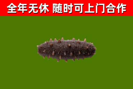 东城回收海参干